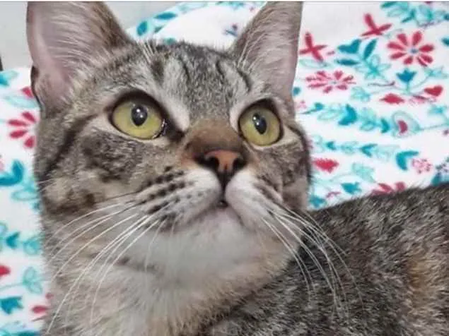 Gato ra a Srd  idade 7 a 11 meses nome Antônio lindo bebê
