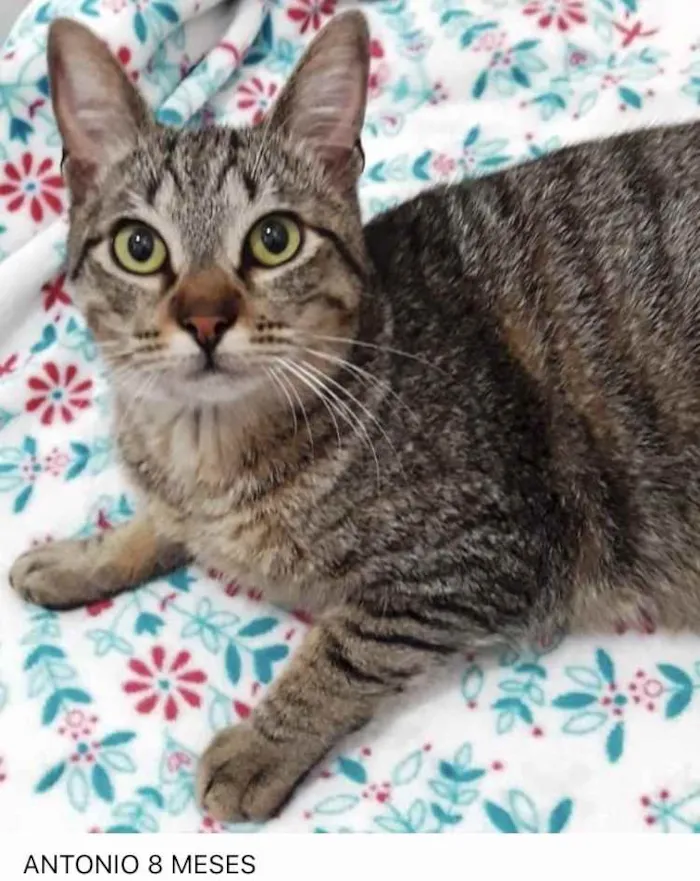Gato ra a Srd idade 7 a 11 meses nome Amália linda bebê 