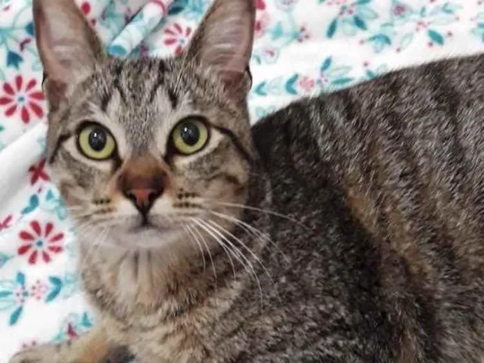 Gato ra a Srd idade 7 a 11 meses nome Amália linda bebê 