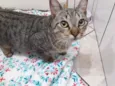 Amália linda bebê 