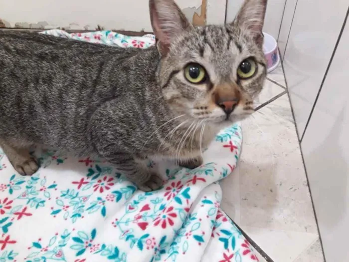 Gato ra a Srd idade 7 a 11 meses nome Amália linda bebê 