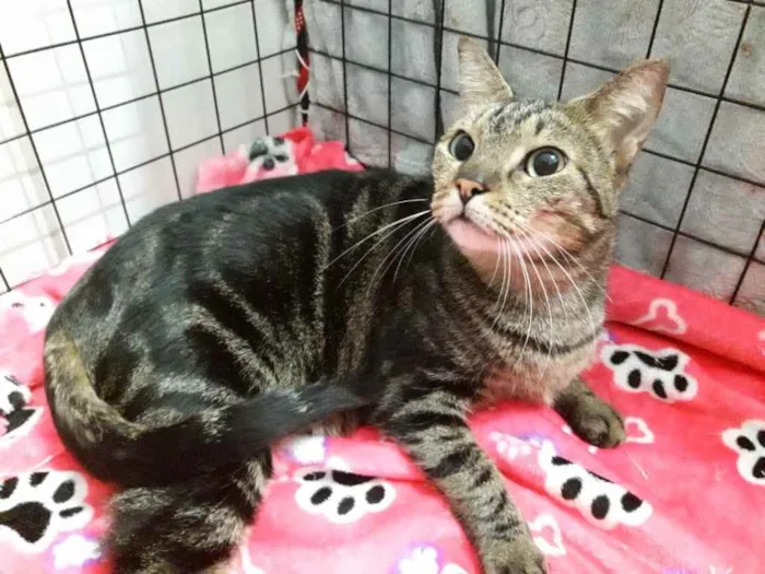 Gato ra a Srd idade 7 a 11 meses nome Amália linda bebê 