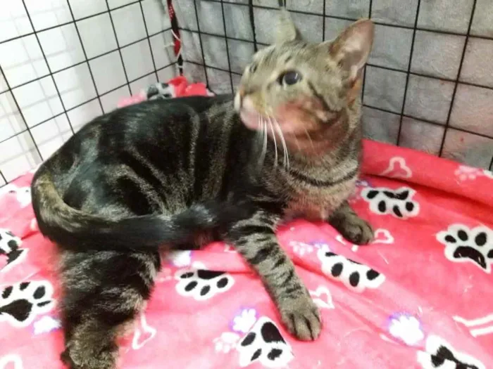 Gato ra a Srd idade 7 a 11 meses nome Amália linda bebê 