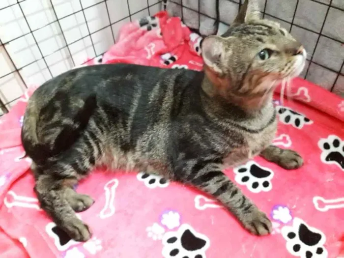 Gato ra a Srd idade 7 a 11 meses nome Amália linda bebê 