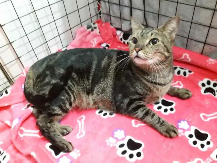 Gato ra a Srd idade 7 a 11 meses nome Amália linda bebê 