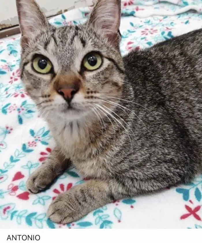 Gato ra a Srd idade 7 a 11 meses nome Amália linda bebê 