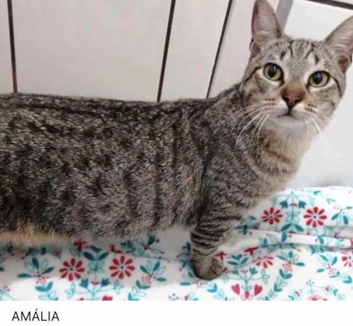 Gato ra a Srd idade 7 a 11 meses nome Amália linda bebê 