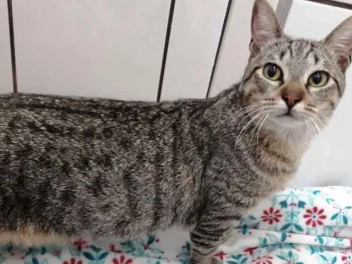 Gato ra a Srd idade 7 a 11 meses nome Amália linda bebê 