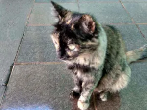 Gato raça Indefinida idade 2 a 6 meses nome Sem nome