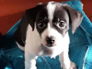 Cachorro raça  idade 2 a 6 meses nome Sem nome 