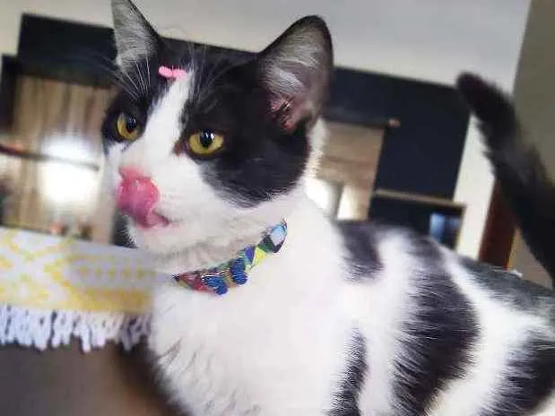 Gato ra a Srd idade 2 a 6 meses nome Fani