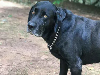 Cachorro raça Labrador idade 6 ou mais anos nome Thor