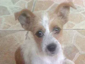 Cachorro raça Indefinida idade 7 a 11 meses nome Lola