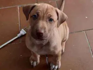 Cachorro raça SRD idade 2 a 6 meses nome Nina