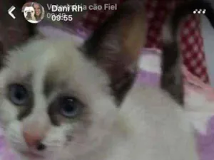 Gato raça Srd idade 2 a 6 meses nome LUNA