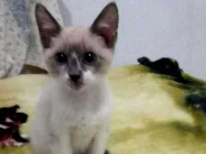 Gato raça Srd idade 2 a 6 meses nome Galileo