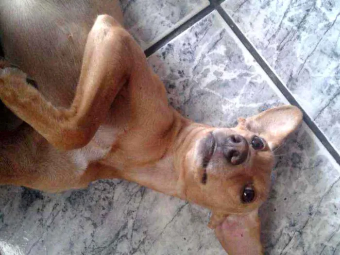 Cachorro ra a Indefinida idade 1 ano nome Maria