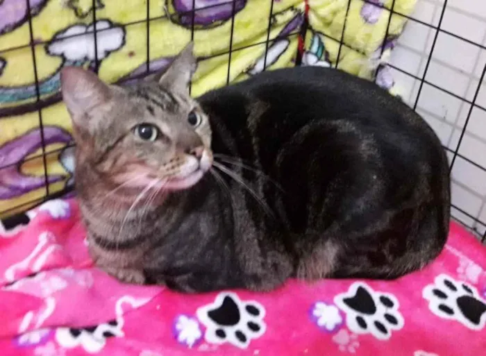 Gato ra a Srd idade 7 a 11 meses nome Lindíssima gatinha
