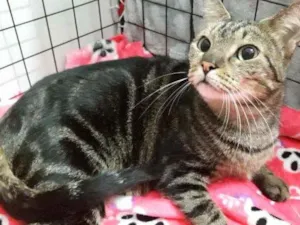 Gato raça Srd idade 7 a 11 meses nome Lindíssima gatinha