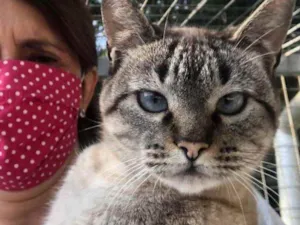 Gato raça Srd idade 1 ano nome Flor