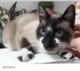 Rafinha lindo bebê