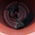 Anjinho e Foguetinho