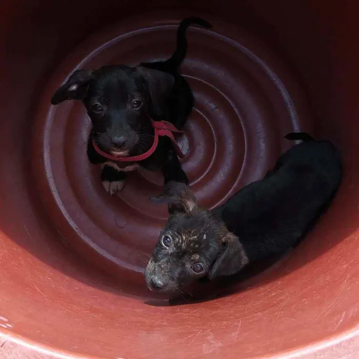 Cachorro raça Vira-lata idade 2 a 6 meses nome Anjinho e Foguetinho