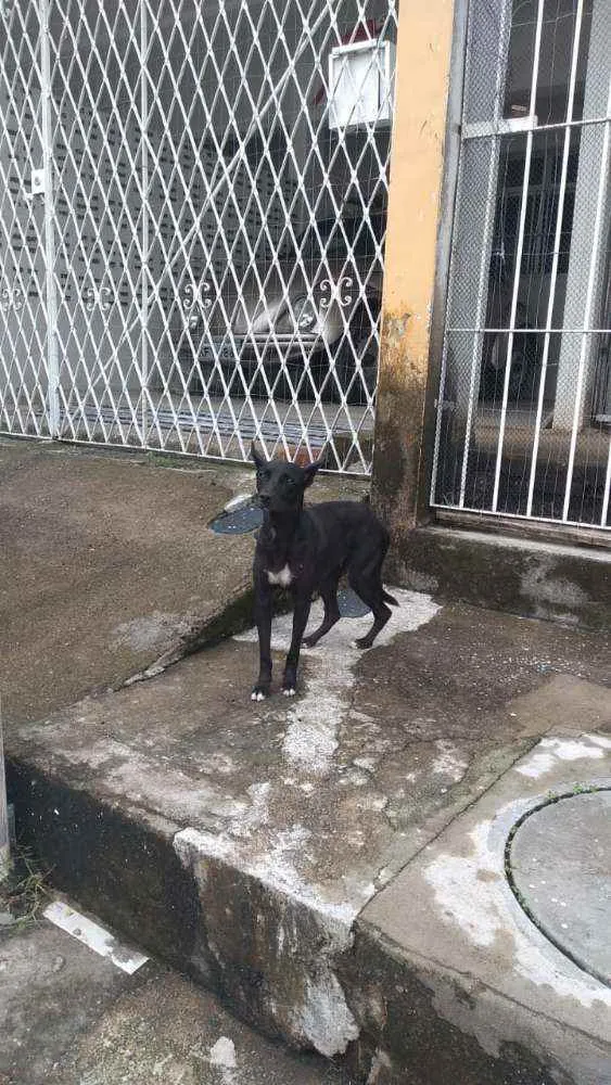 Cachorro ra a *Indefinida* idade 1 ano nome Bilica