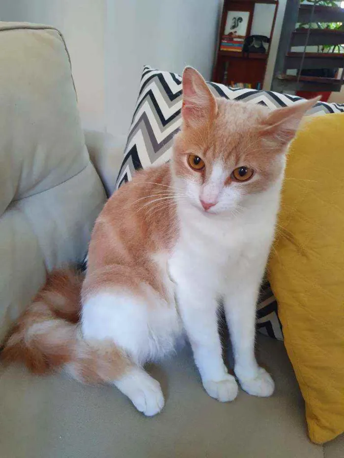 Gato raça indefinida idade 2 a 6 meses nome Sem nome