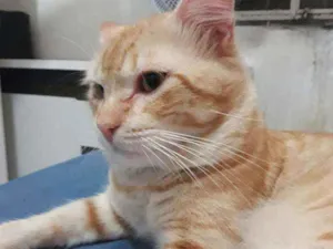 Gato raça Misturado idade 3 anos nome Dinho