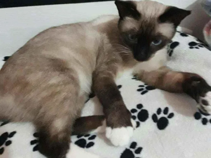 Gato ra a Siamês  idade 5 anos nome Leo 