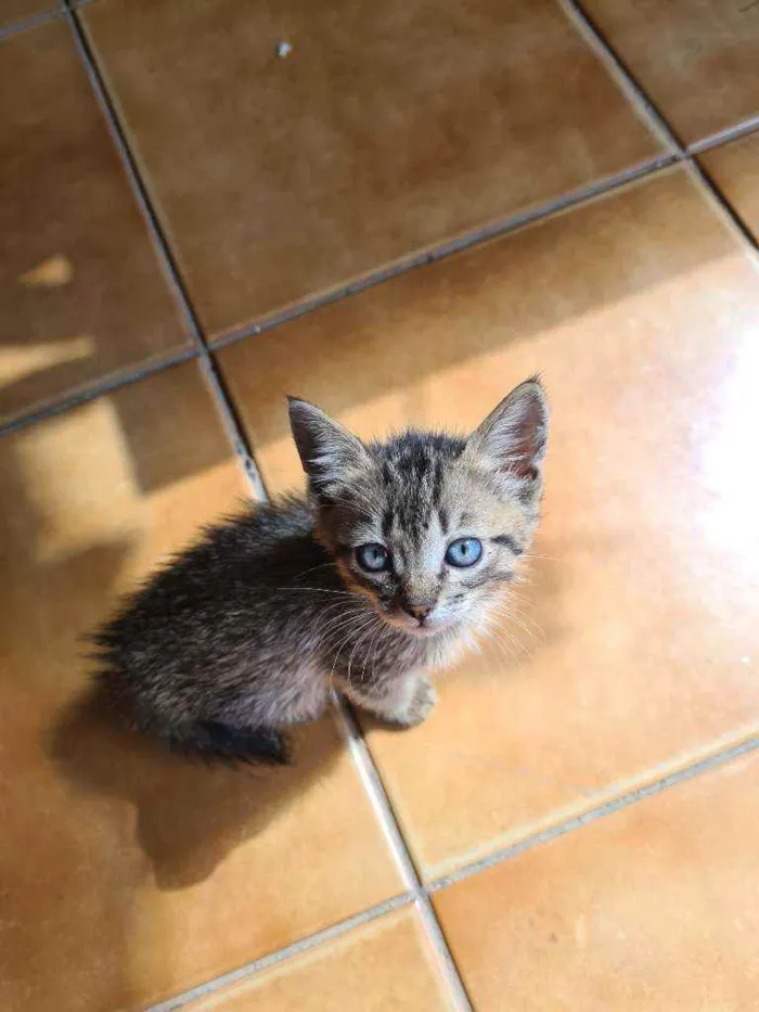 Gato raça vira lata  idade Abaixo de 2 meses nome Xaropinho e Tigrinha