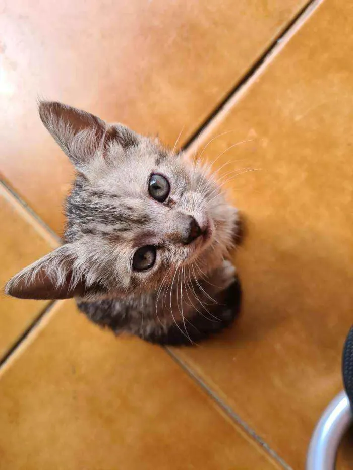 Gato raça vira lata  idade Abaixo de 2 meses nome Xaropinho e Tigrinha