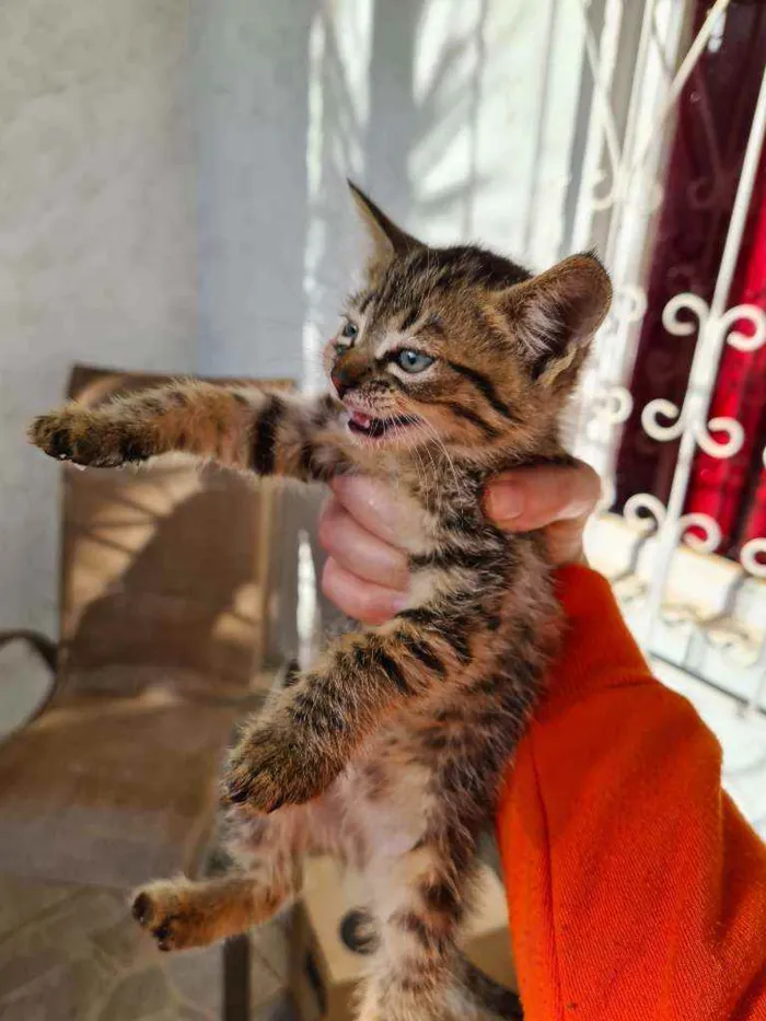 Gato raça vira lata  idade Abaixo de 2 meses nome Xaropinho e Tigrinha