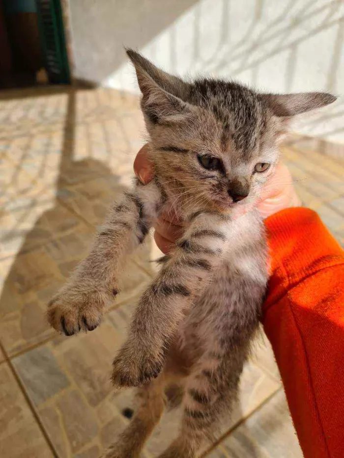 Gato raça vira lata  idade Abaixo de 2 meses nome Xaropinho e Tigrinha
