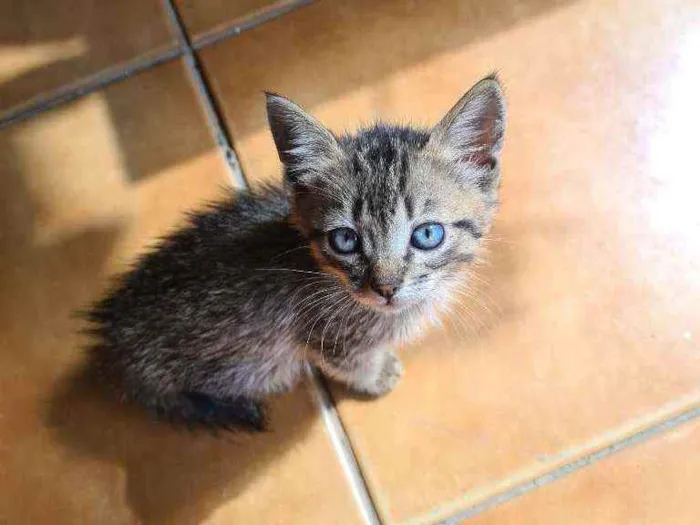 Gato raça vira lata  idade Abaixo de 2 meses nome Xaropinho e Tigrinha