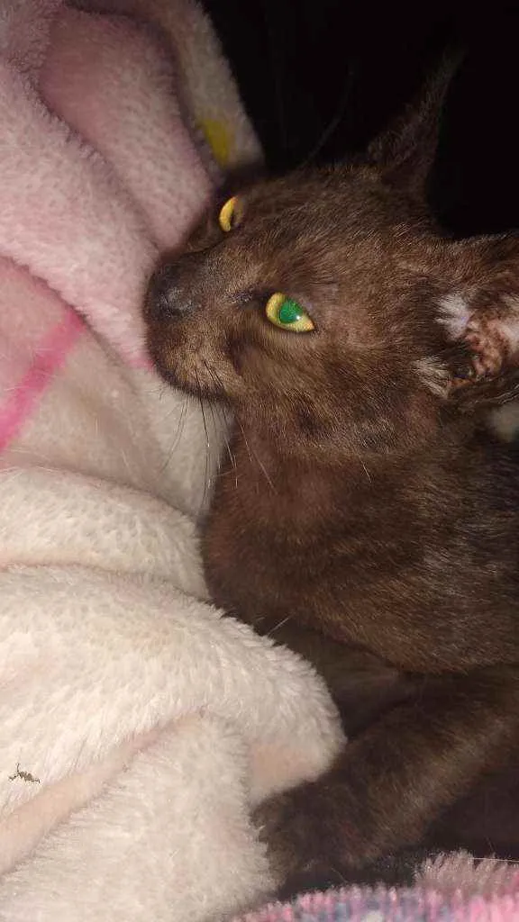 Gato ra a Indefinida idade 2 a 6 meses nome Nairoby
