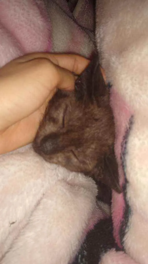 Gato ra a Indefinida idade 2 a 6 meses nome Nairoby