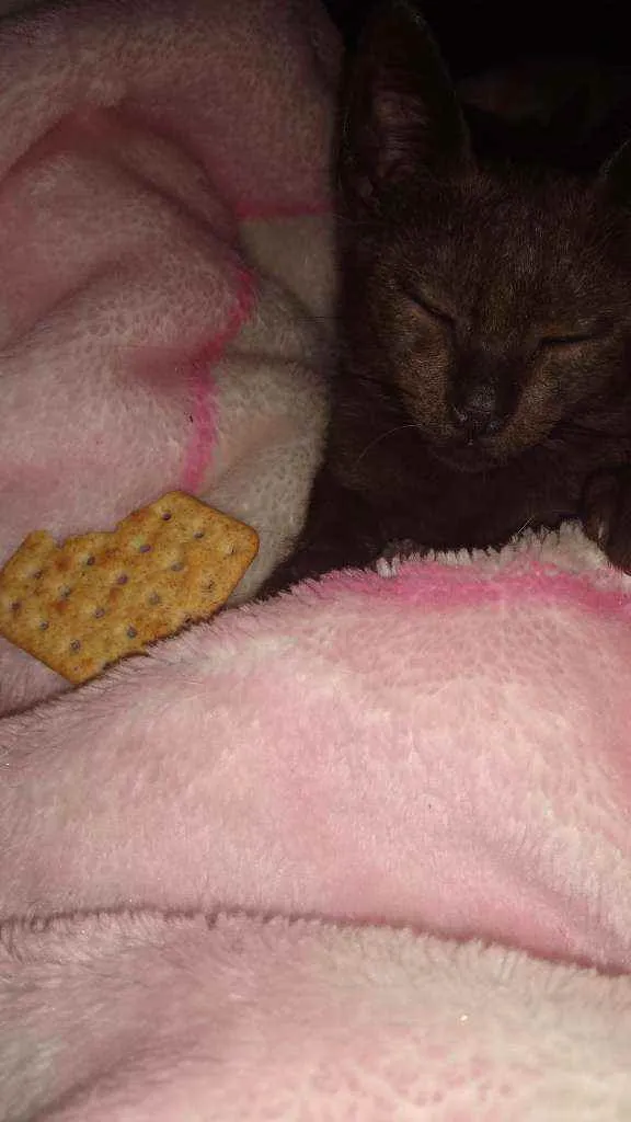 Gato ra a Indefinida idade 2 a 6 meses nome Nairoby