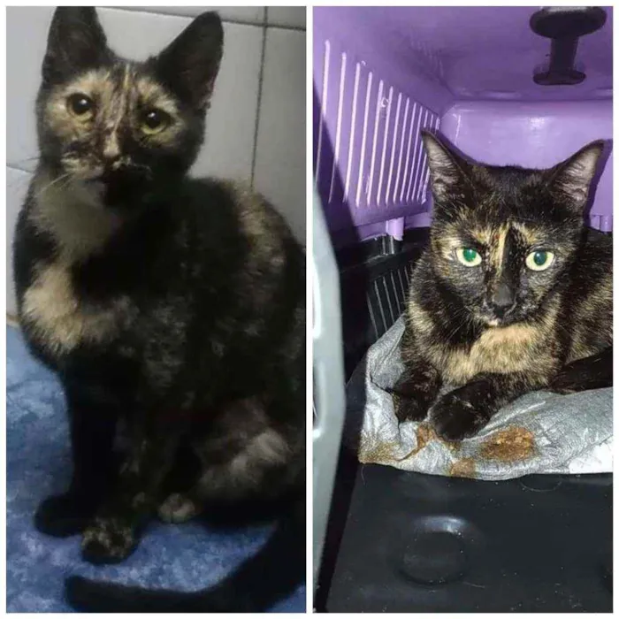 Gato ra a Srd idade 7 a 11 meses nome Alice e Adele