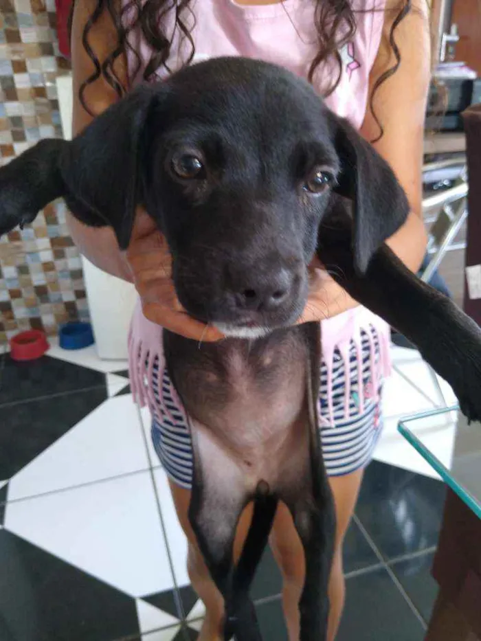 Cachorro ra a Vira lata idade 2 a 6 meses nome Não tem nome