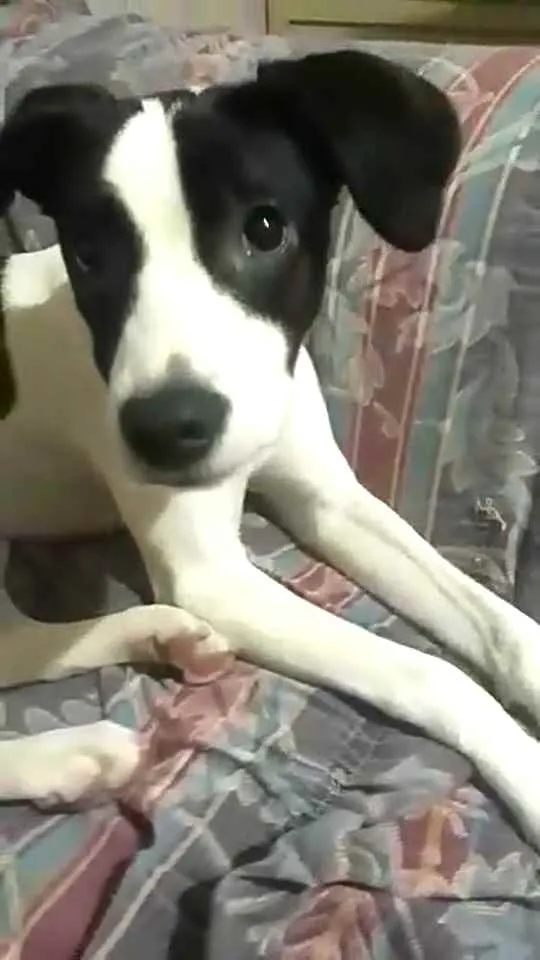 Cachorro ra a  idade 2 a 6 meses nome Lupita 