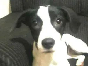 Cachorro raça  idade 2 a 6 meses nome Lupita 