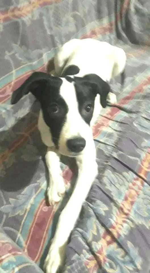 Cachorro ra a  idade 2 a 6 meses nome Lupita 