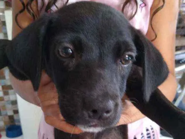 Cachorro ra a Vira lata idade 2 a 6 meses nome Não tem nome