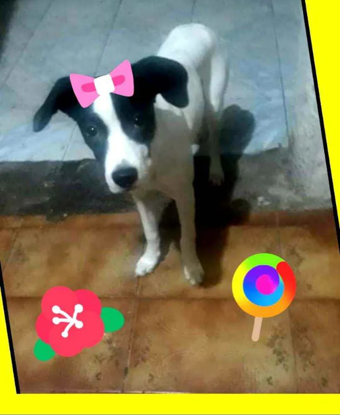 Cachorro ra a  idade 2 a 6 meses nome Lupita 