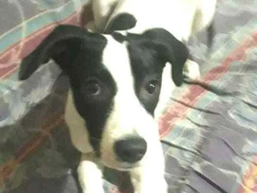 Cachorro ra a  idade 2 a 6 meses nome Lupita 