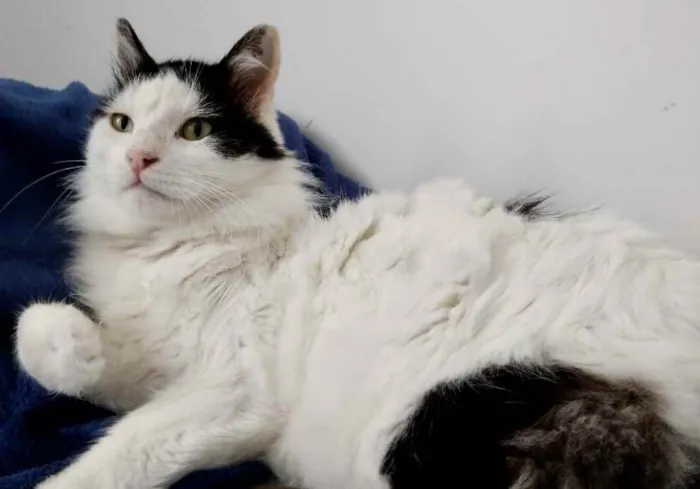Gato ra a Srd  idade 1 ano nome Merlin peludo lindo 