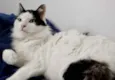 Merlin peludo lindo