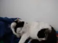 Merlin peludo lindo